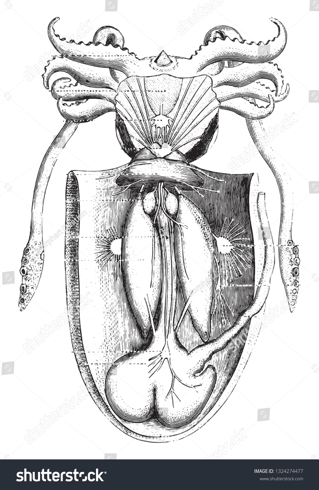 cuttlefish diagram