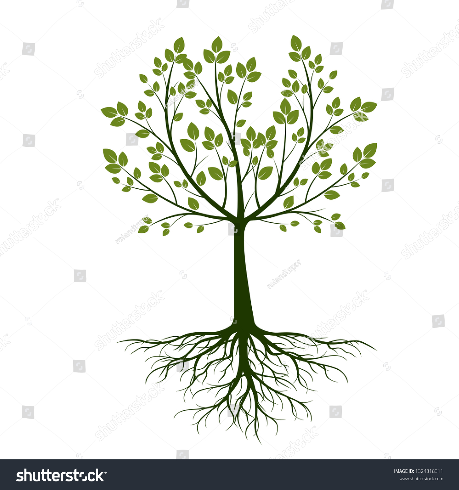 Green Spring Tree Leaves Roots Vector Stock Vector (Royalty Free ...