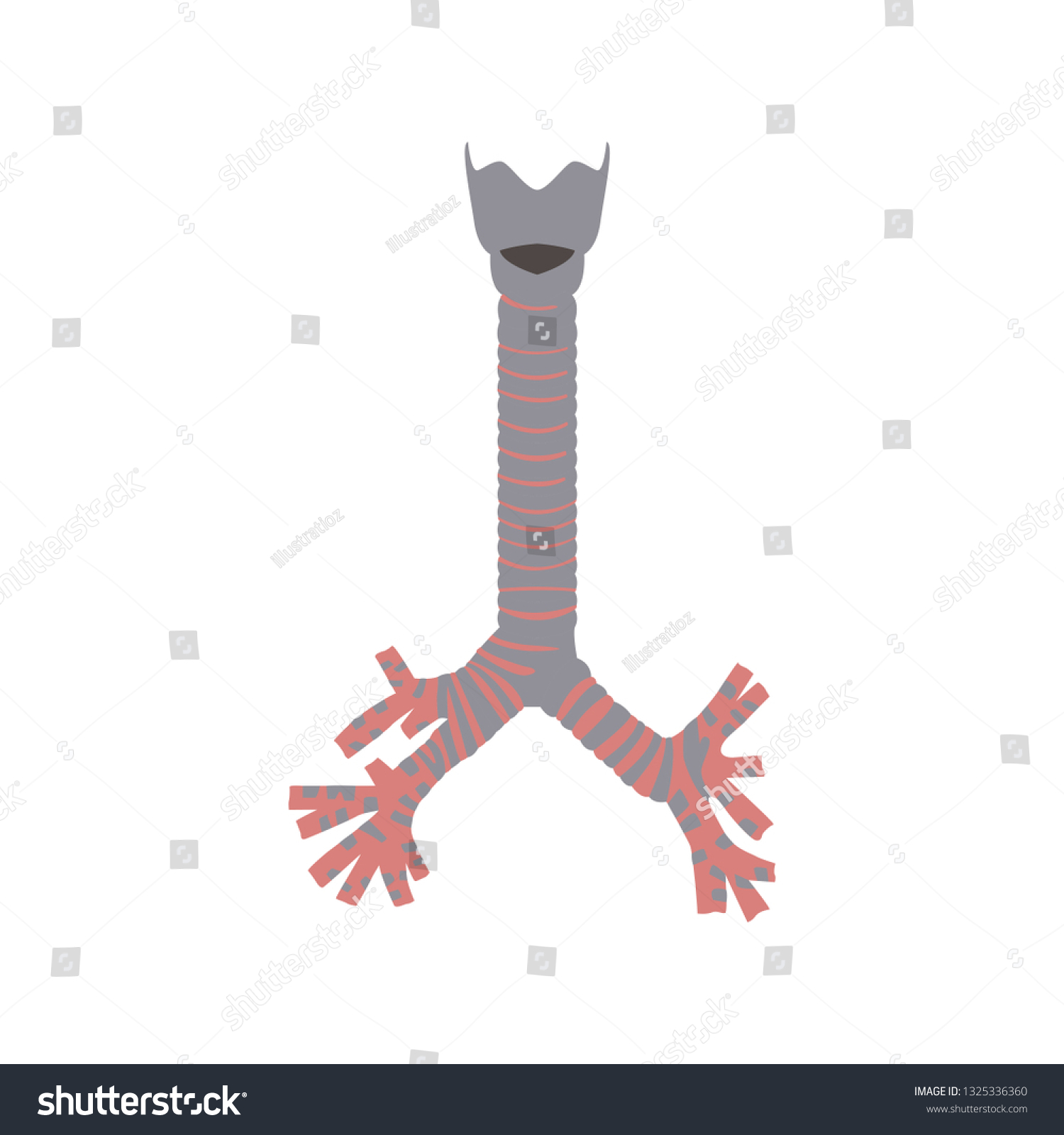 Isolated Human Trachea Bronchioles Vector Illustration Stock Vector ...