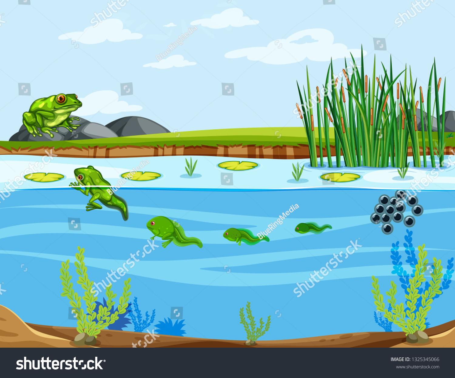 Frog Life Cycle Illustration Stock Vector (Royalty Free) 1325345066 ...