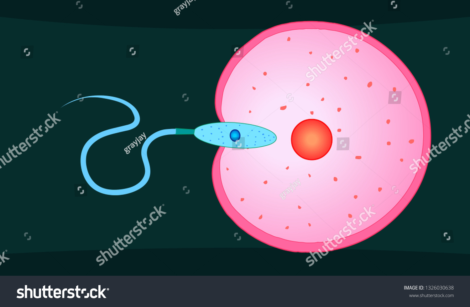 как попадает сперма в матку женщины фото 45