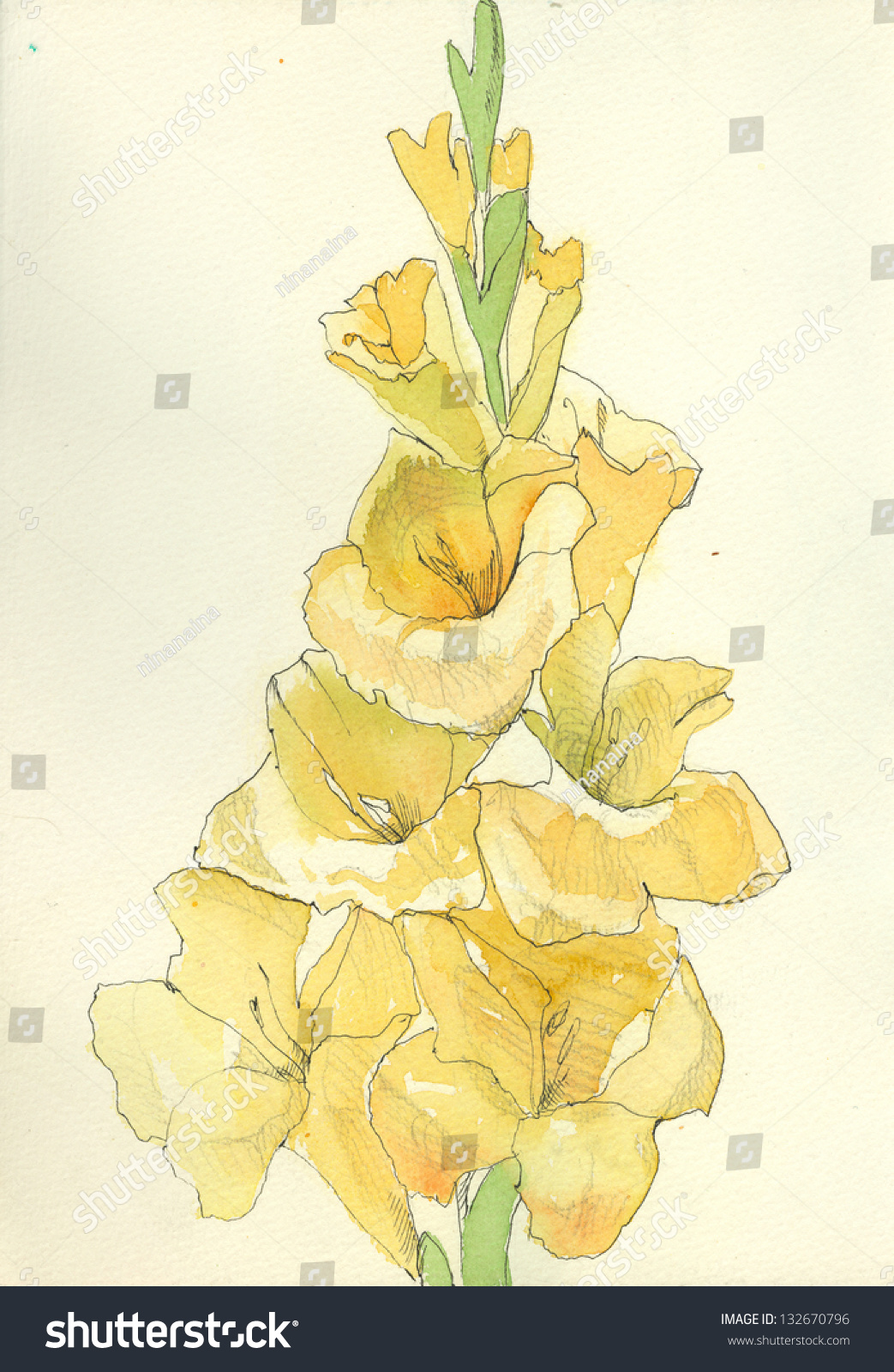 Жёлтые гладиолусы акварелью