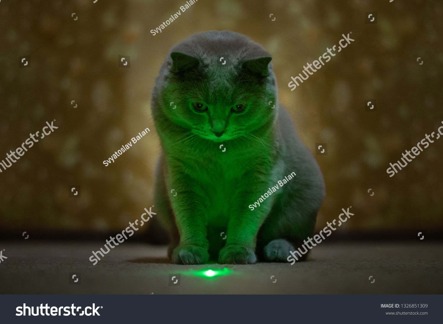 cats laser pointer stairs clipart