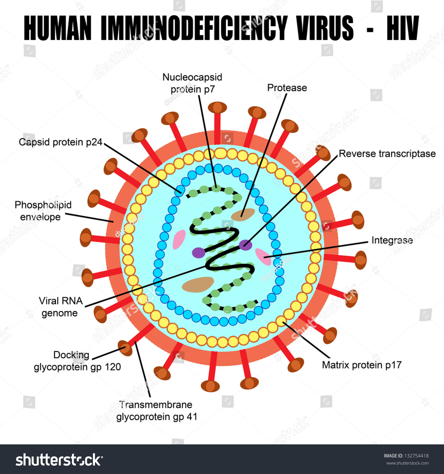 Vektor Stok Structure Human Immunodeficiency Virus Hiv Vector Tanpa Royalti