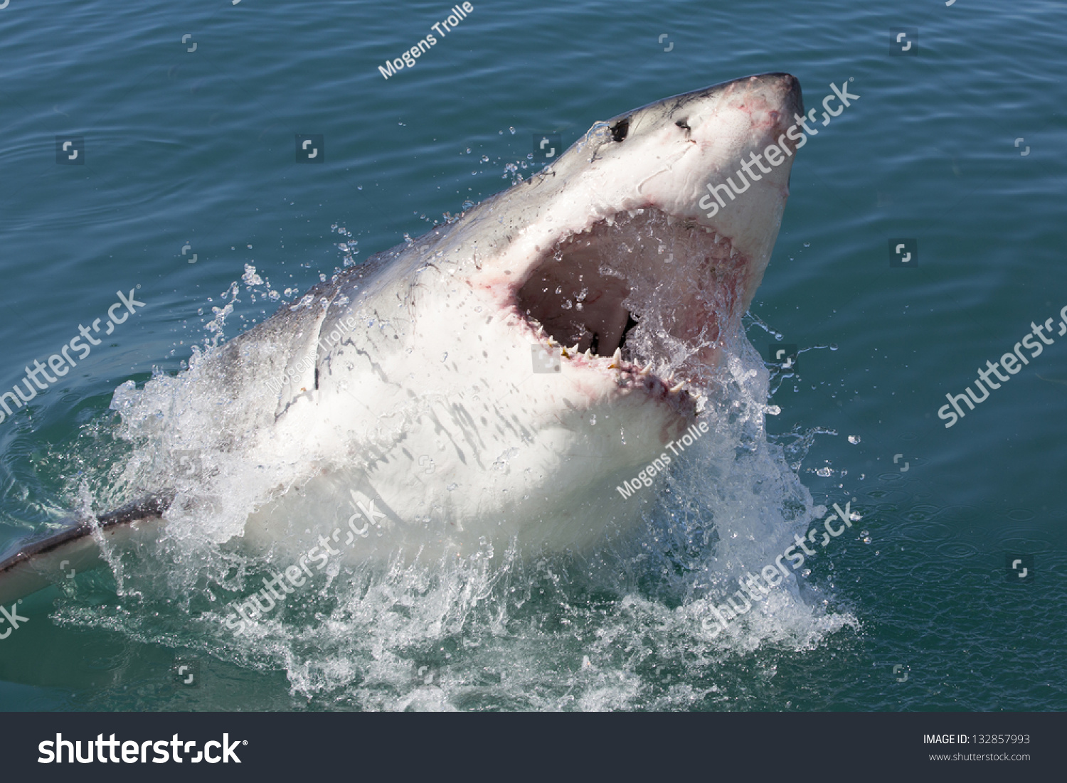 Great White Shark South Africa Stock Photo 132857993 | Shutterstock