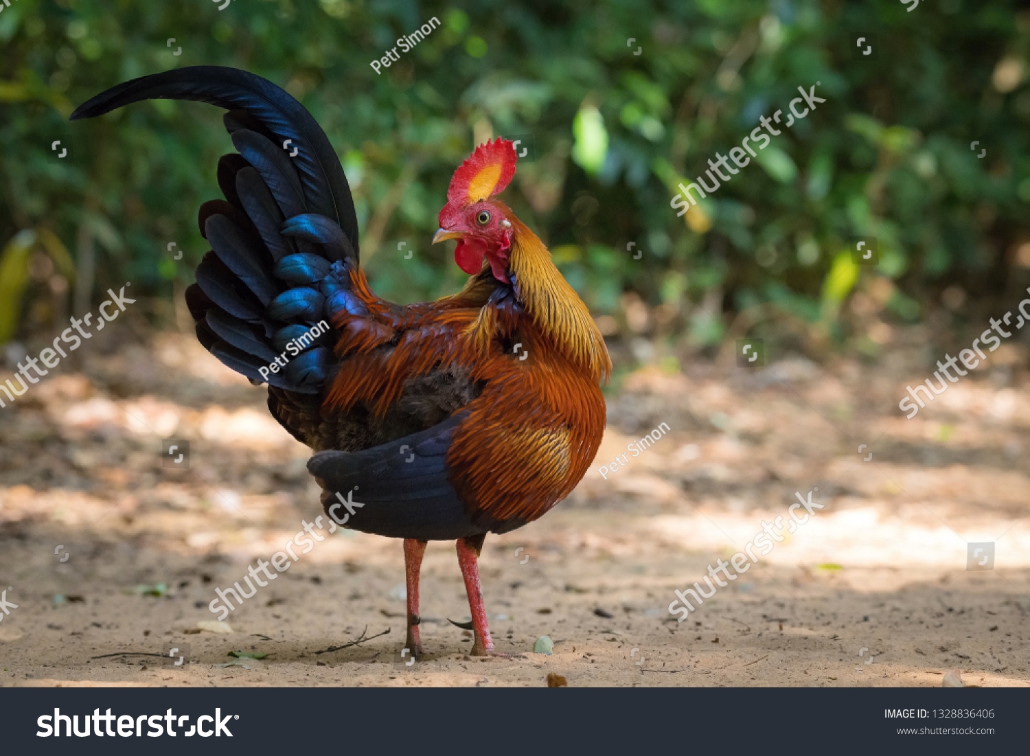 Sri Lankan Junglefowl Gallus Lafayettii Standing Stock Photo 1328836406 ...