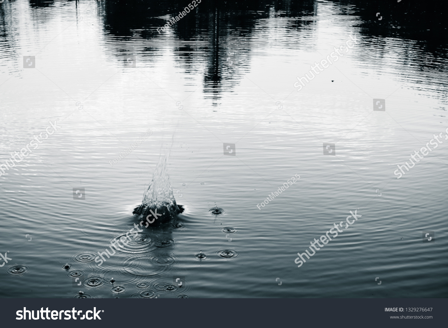 Black White Tone Water Splash Splashing Stock Photo 1329276647 ...