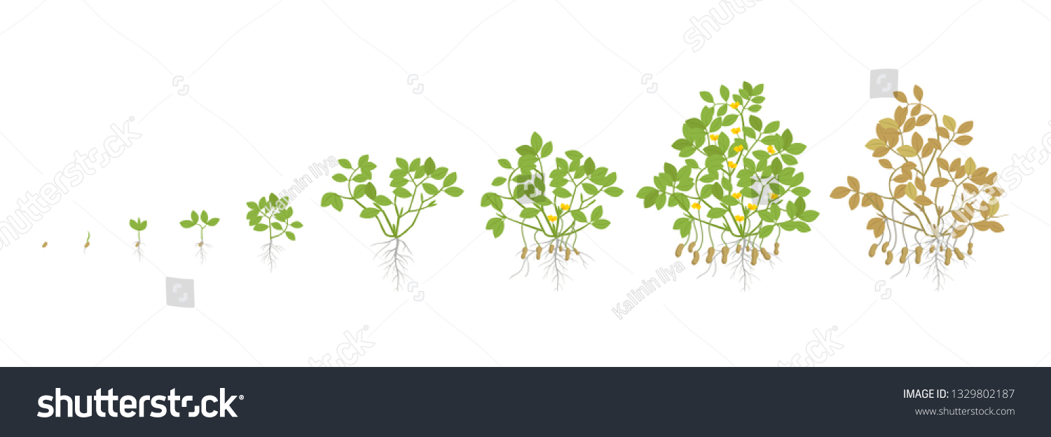 Growth Stages Peanut Plant Peanut Increase Stock Vector (Royalty Free ...