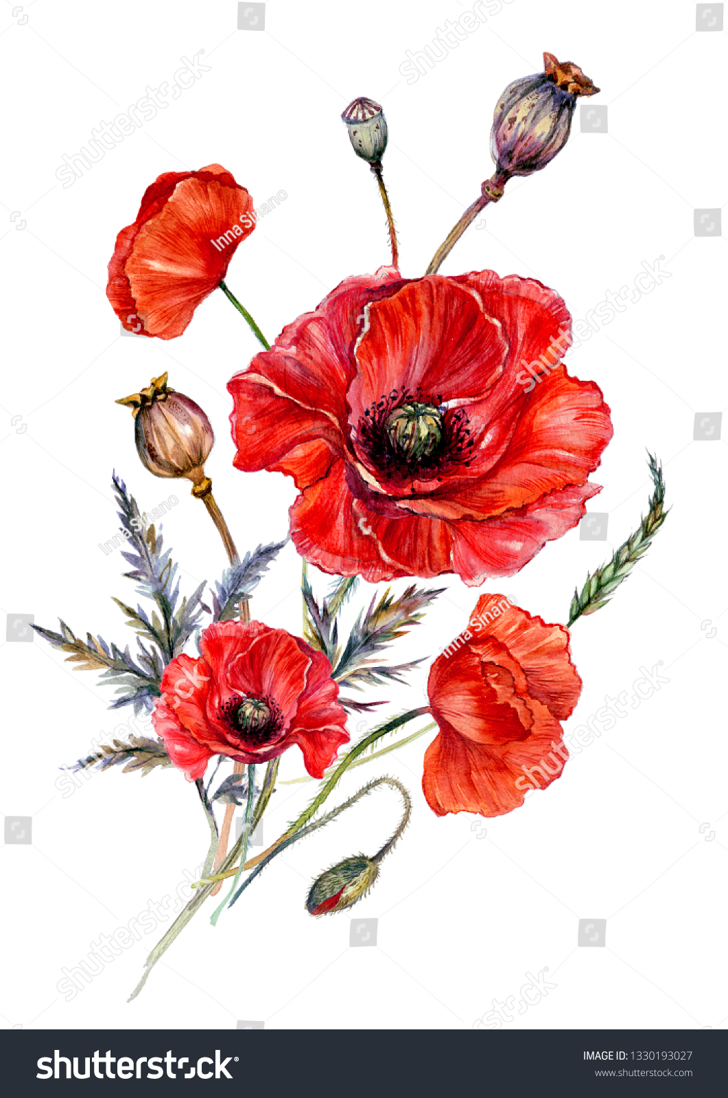 Watercolor Botanical Illustration Red Poppy Blossoms Stock Illustration ...