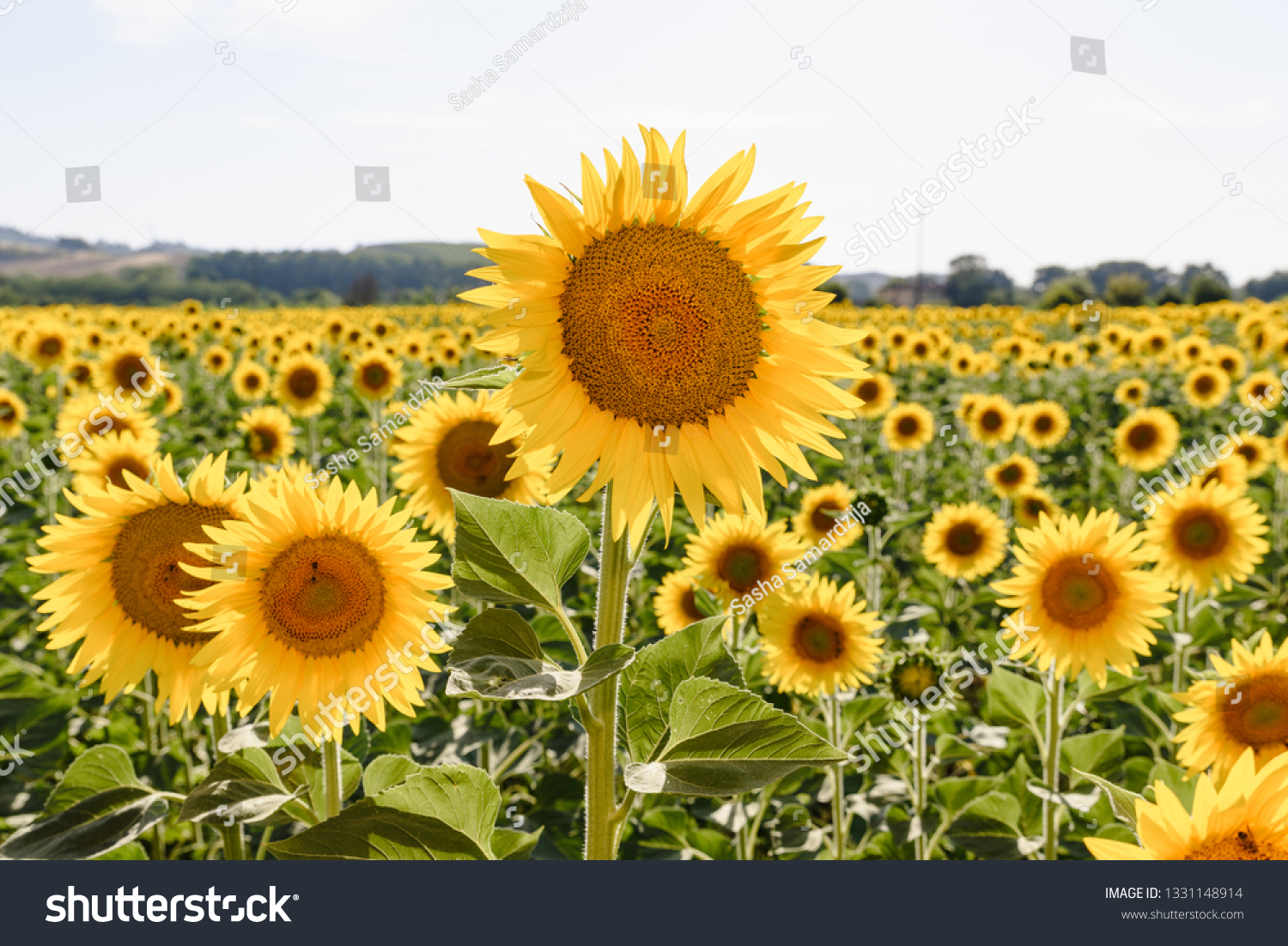 20x3x25 cm Sunflower FLOR78731 Legatura per Albero 50 mt 