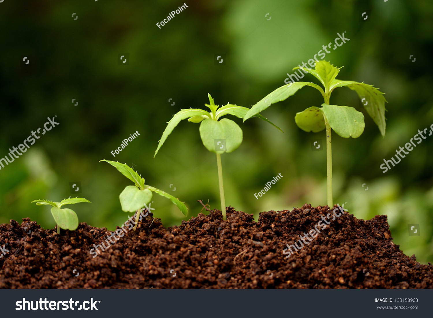 Регуляторы роста и развития растений