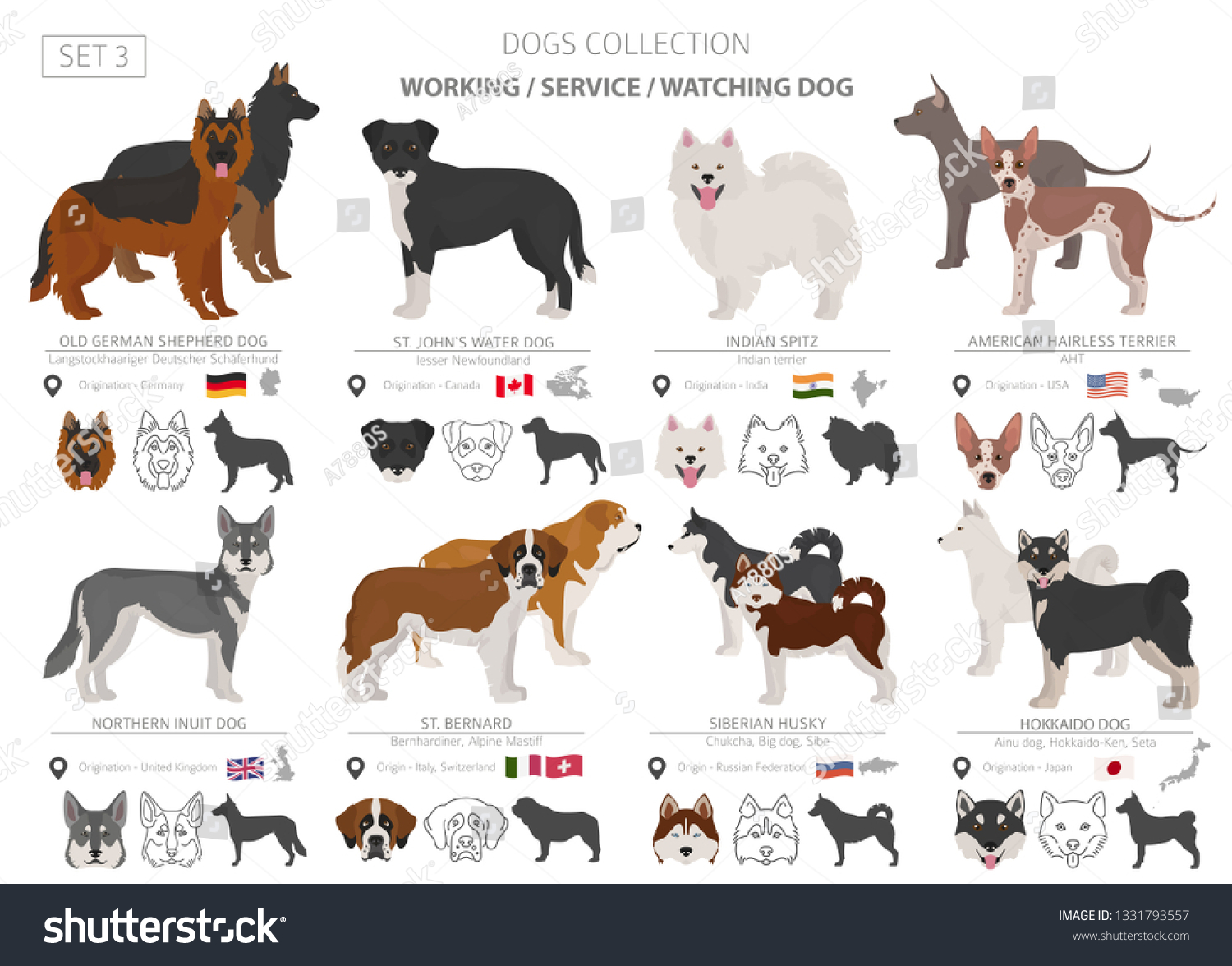 Working Service Watching Dogs Collection Isolated Stock Vector (Royalty ...