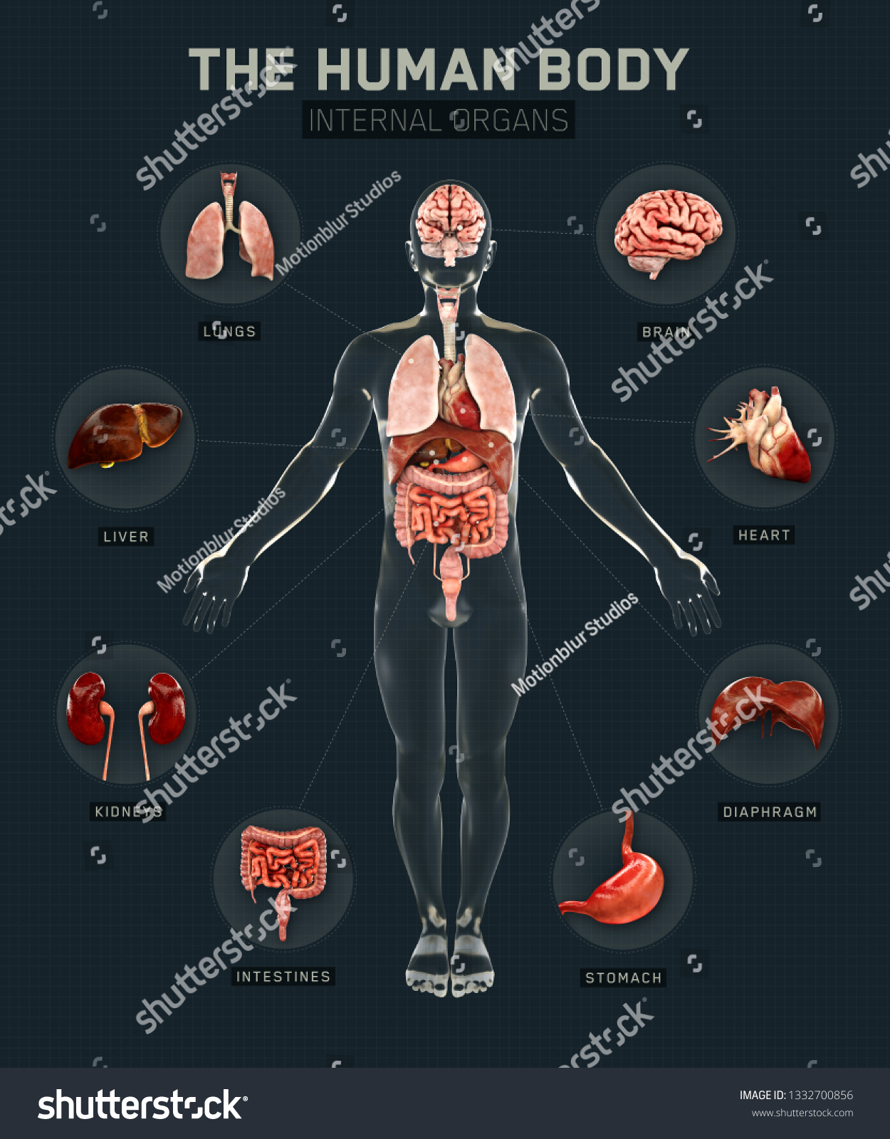 Human Body Organs Systems Infographic Anatomy Stock Illustration ...