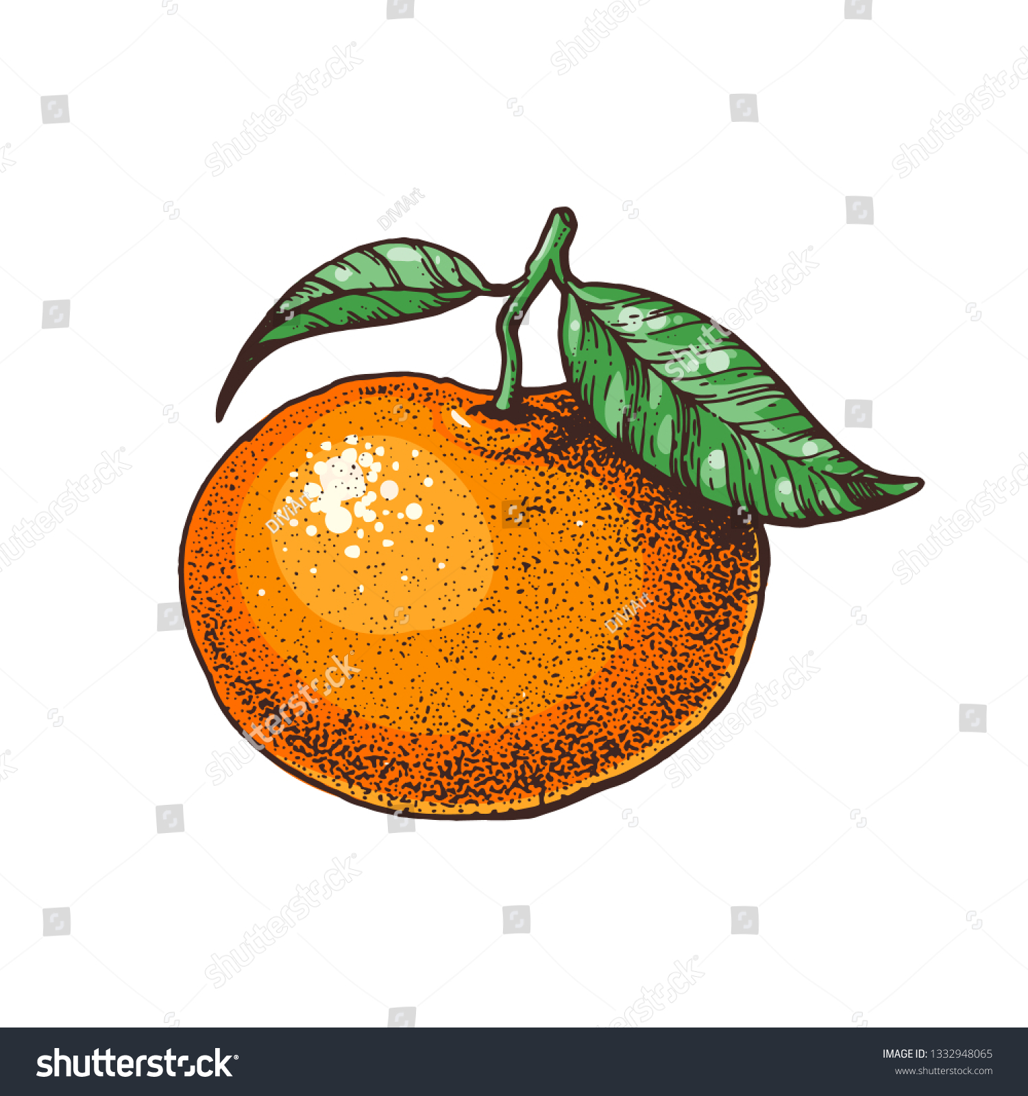 Tangerine Hand Drawn Illustration Tangerine Slice Stock Illustration