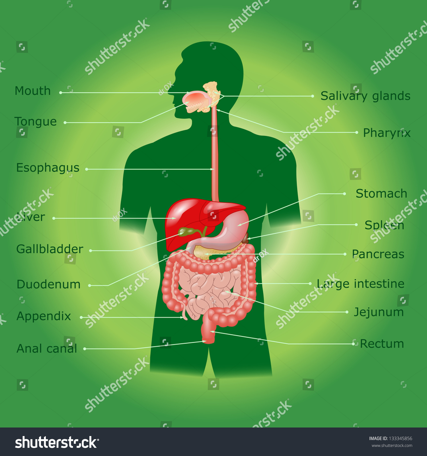 Human Digestive System Stock Illustration 133345856 Shutterstock