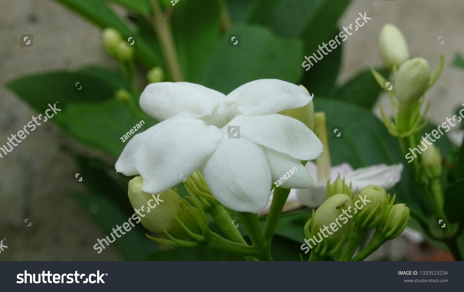 Bunga Melati Jasmine Flowers Morning Background Stock Photo 1333523234
