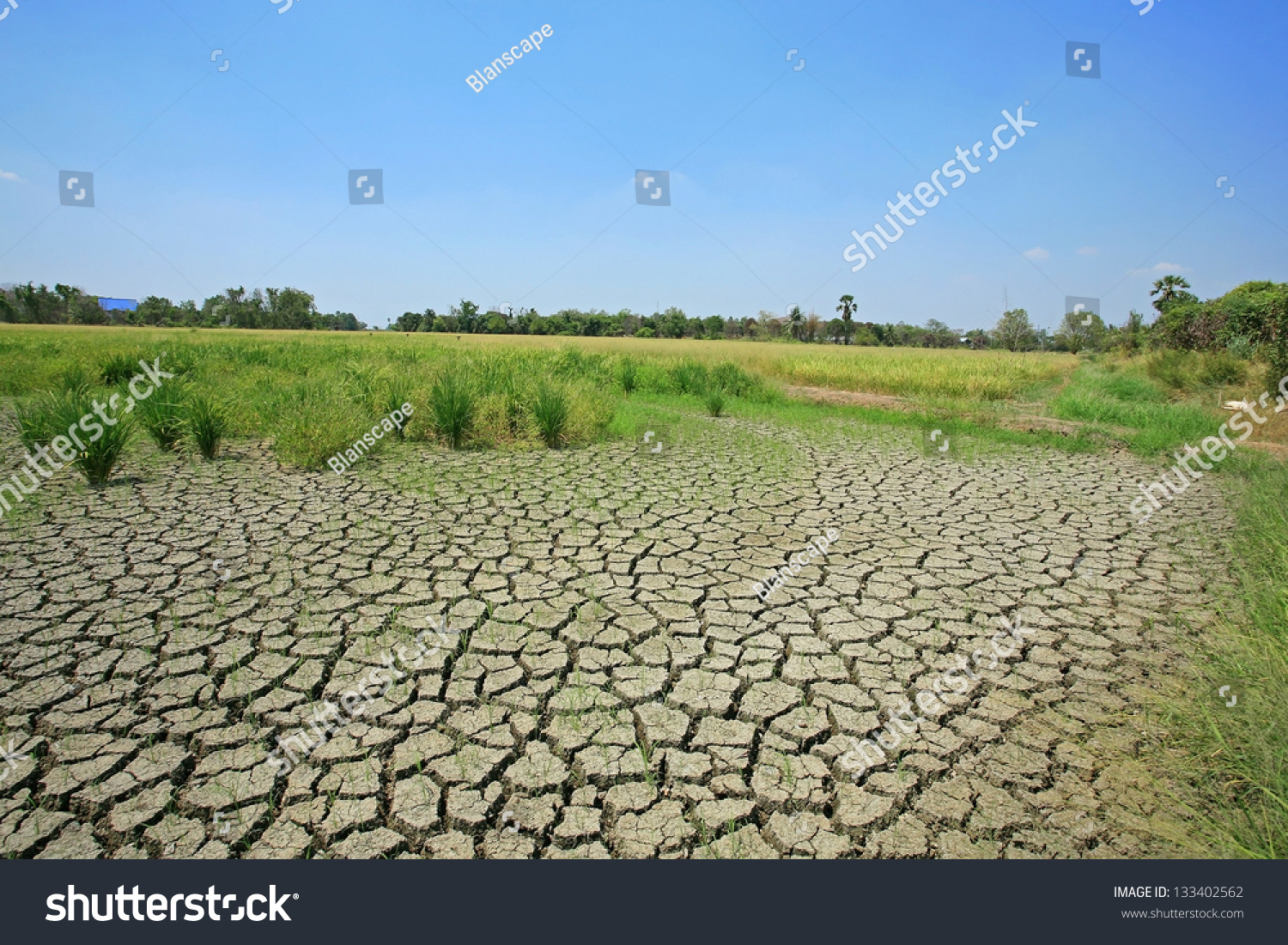 Landscape Drought Earth Rice Field Clear Stock Photo 133402562 ...