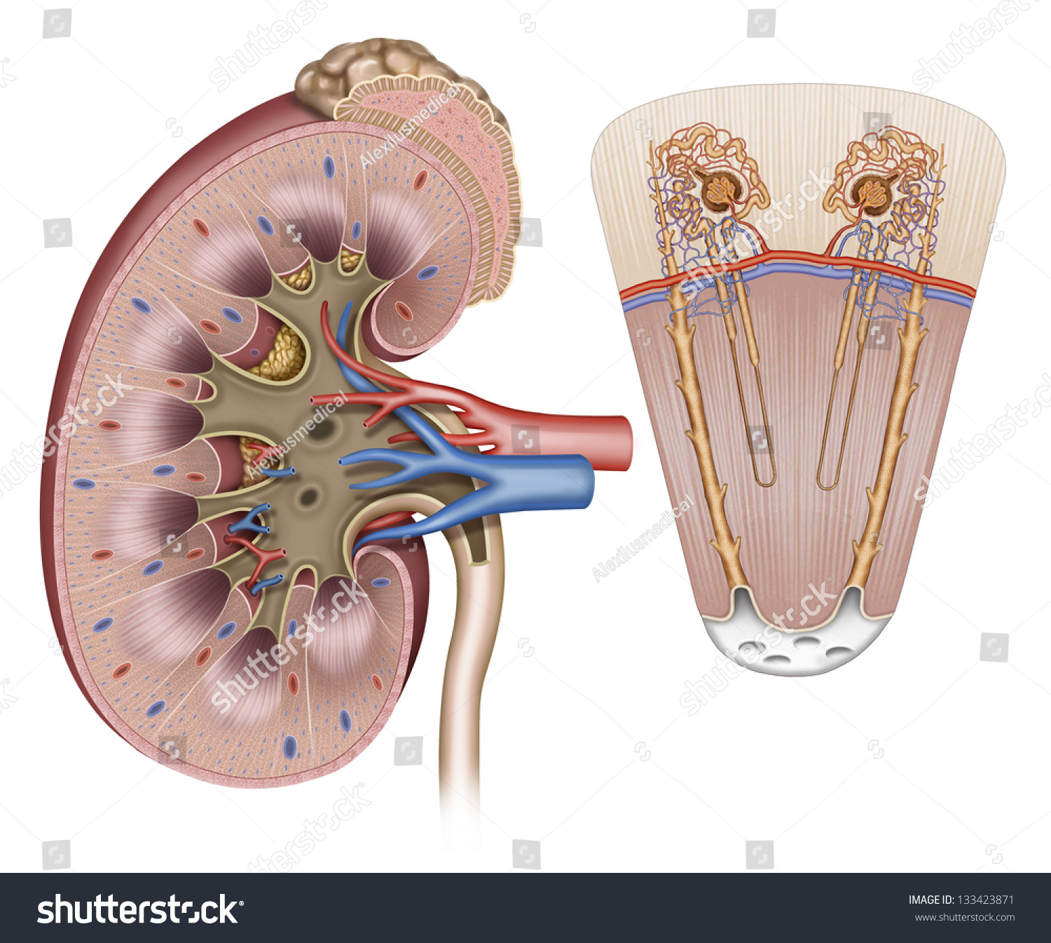 human kidney dissection