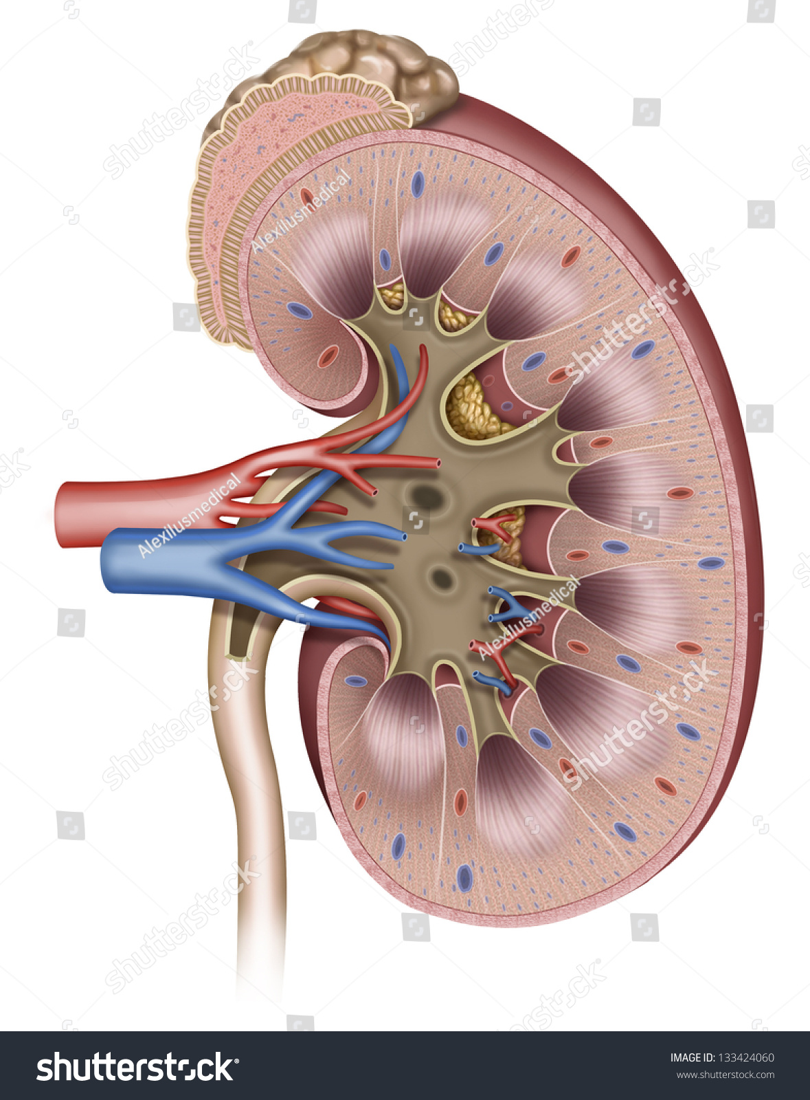 human kidney dissection