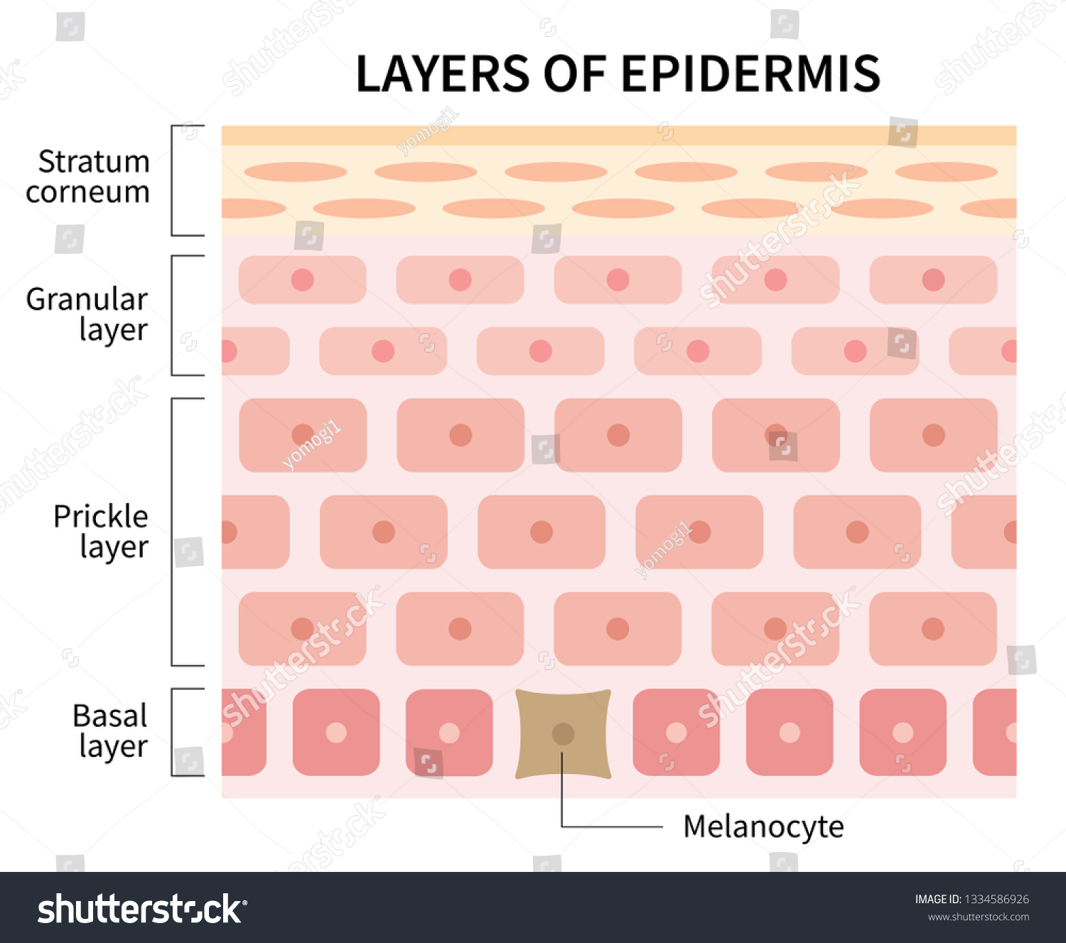 Layers Epidermis Illustration Isolated On White Stock Vector (Royalty ...