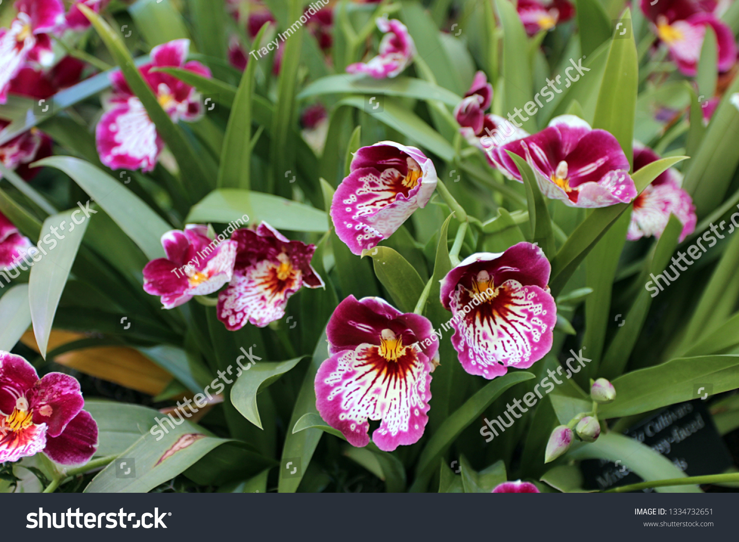 Group Pansy Faced Orchids Miltoniopsis Blurred Stock Photo 1334732651 ...