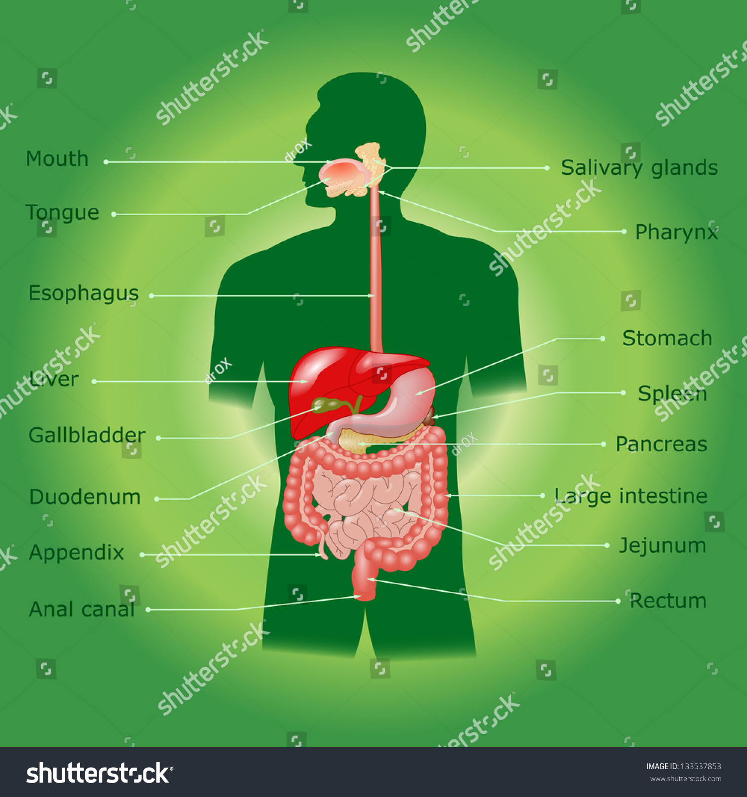 Human Digestive System Vector Format Stock Vector (royalty Free 