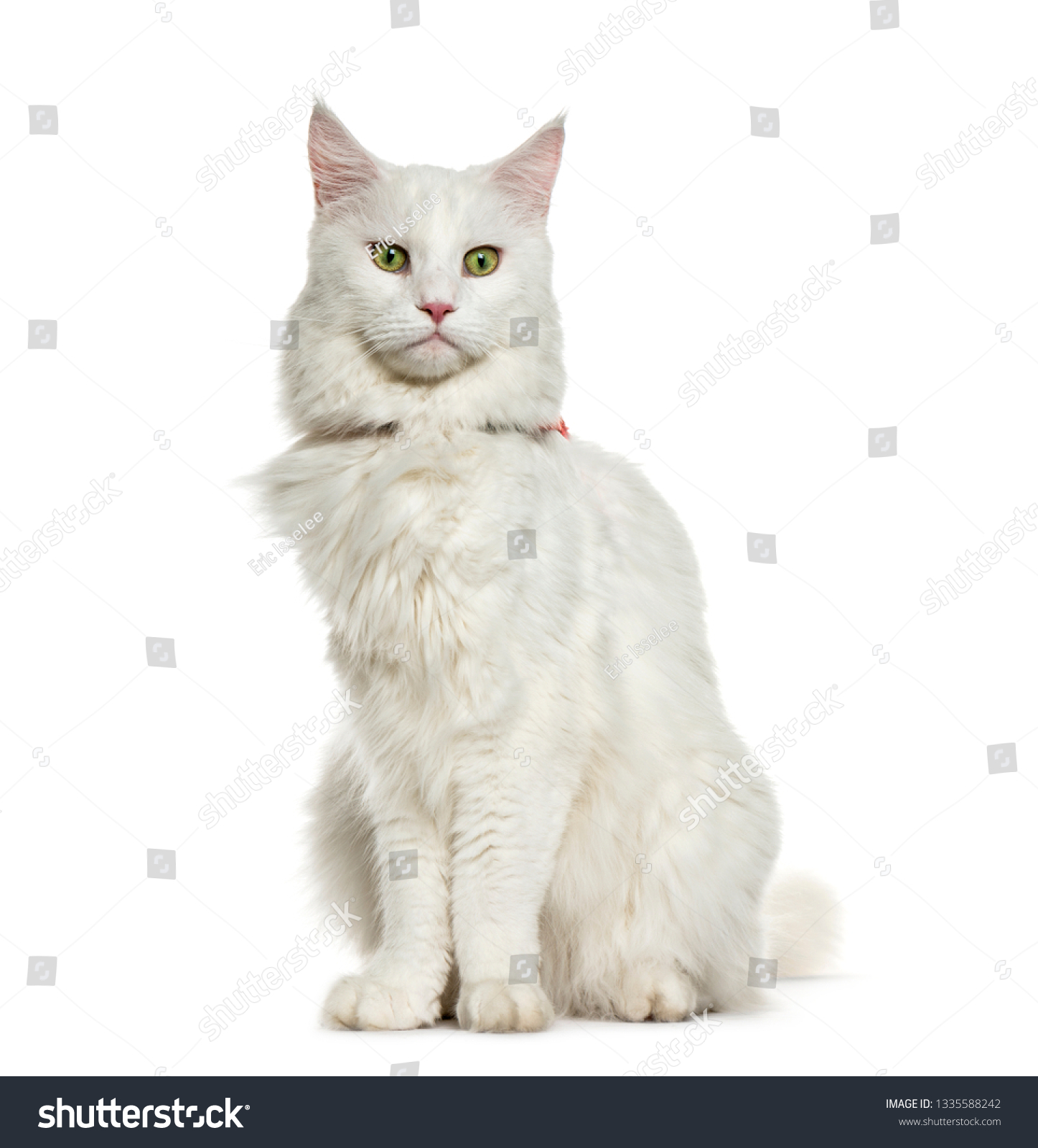 Maine Coon Sitting Front White Background Stock Photo 1335588242 ...