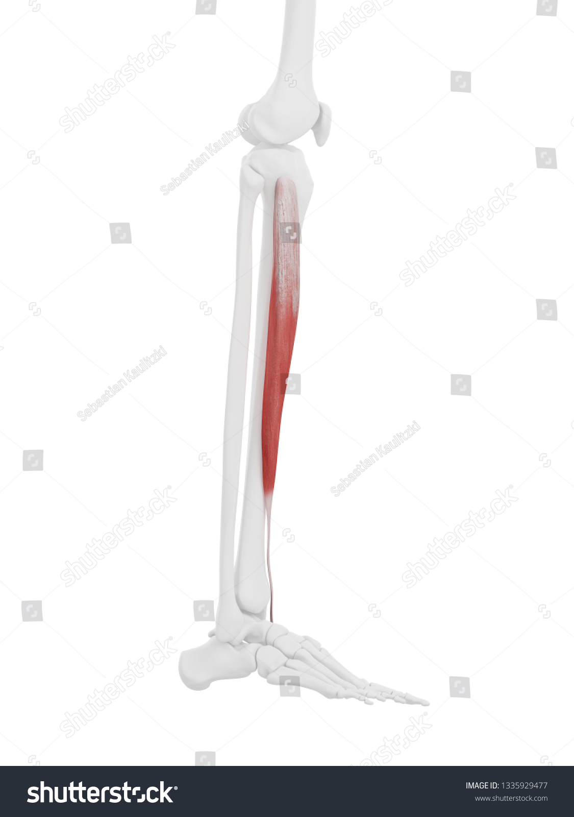 3d Rendered Medically Accurate Illustration Tibialis Stock Illustration ...