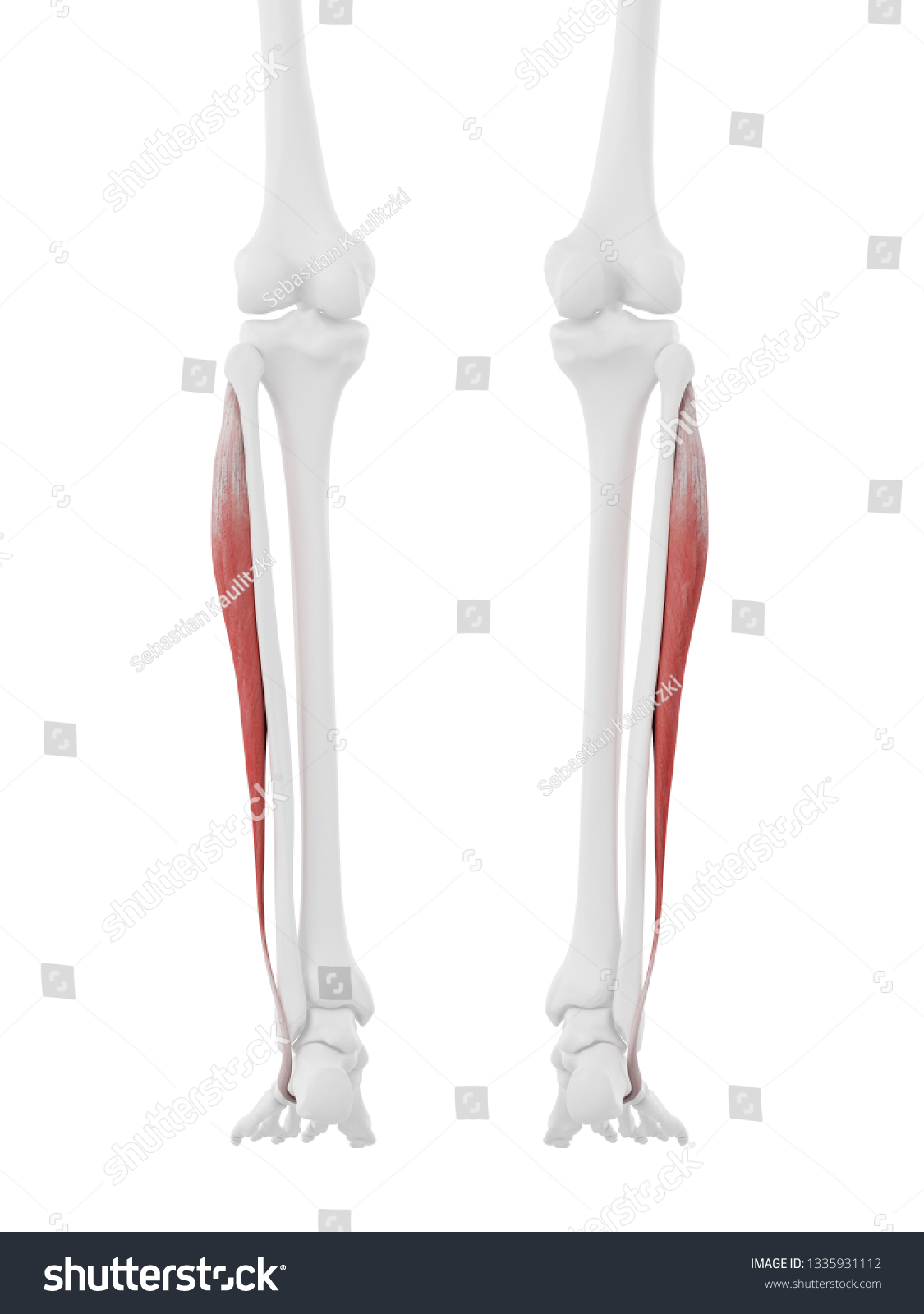 3d Rendered Medically Accurate Illustration Peroneus Stock Illustration ...