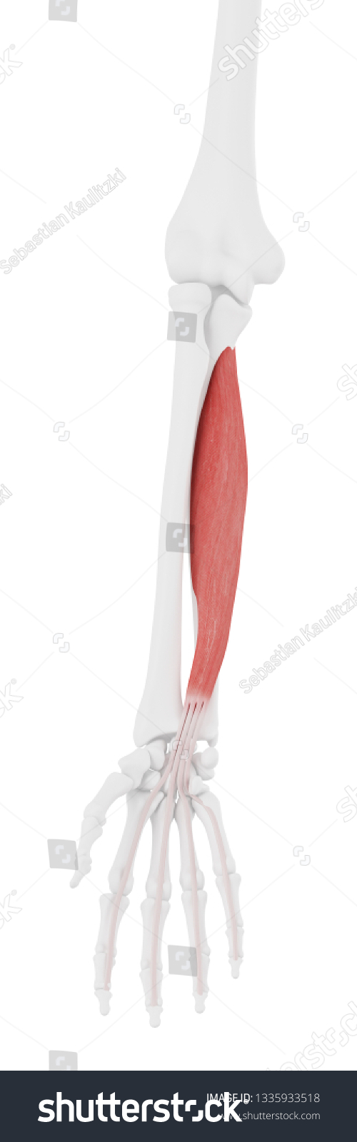 3d Rendered Medically Accurate Illustration Flexor Stock Illustration ...