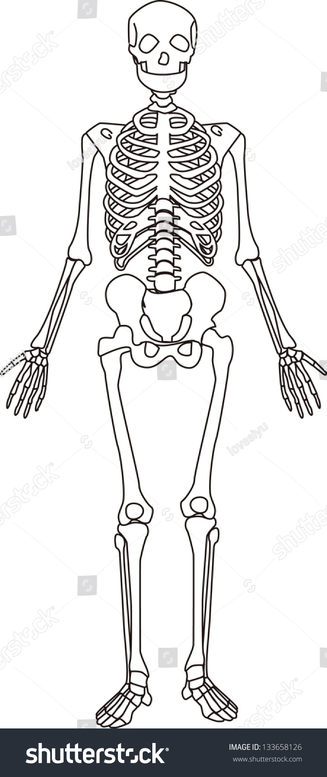 Легкий скелет человека