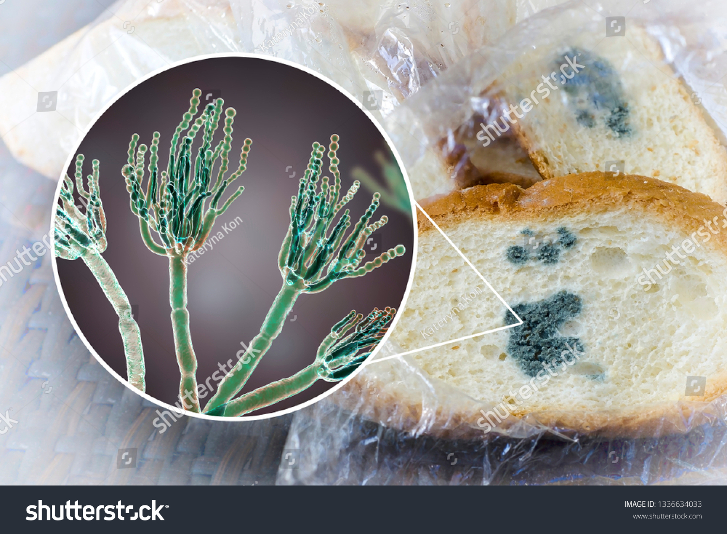 Mouldy Bread Closeup View Penicillium Fungi Stock Illustration ...