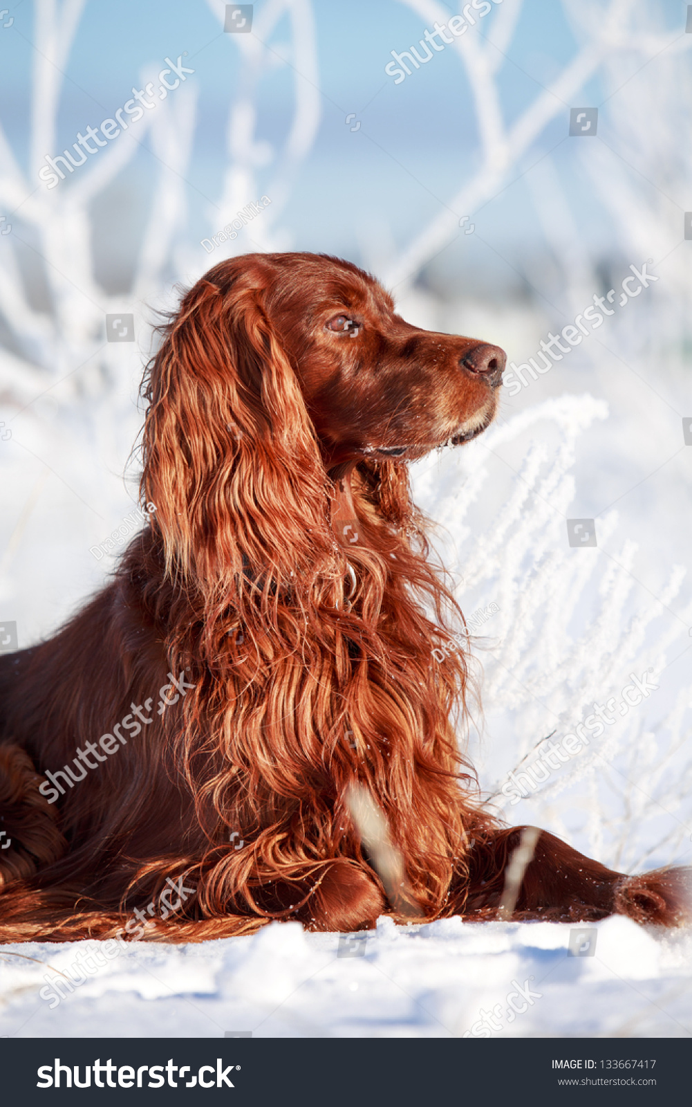 irish setter in snow