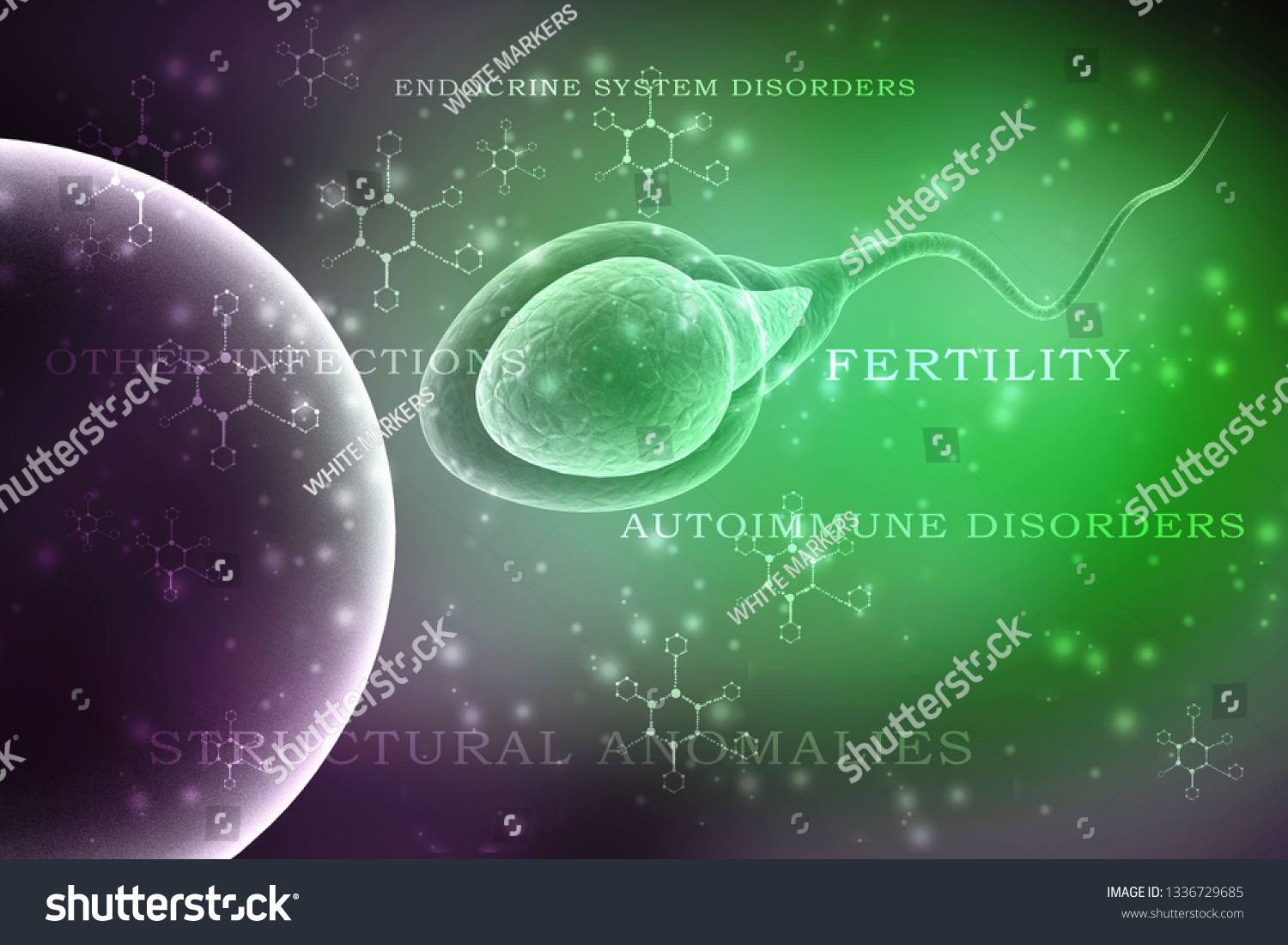 3d Illustration Human Sperm Cell Stock Illustration 1336729685