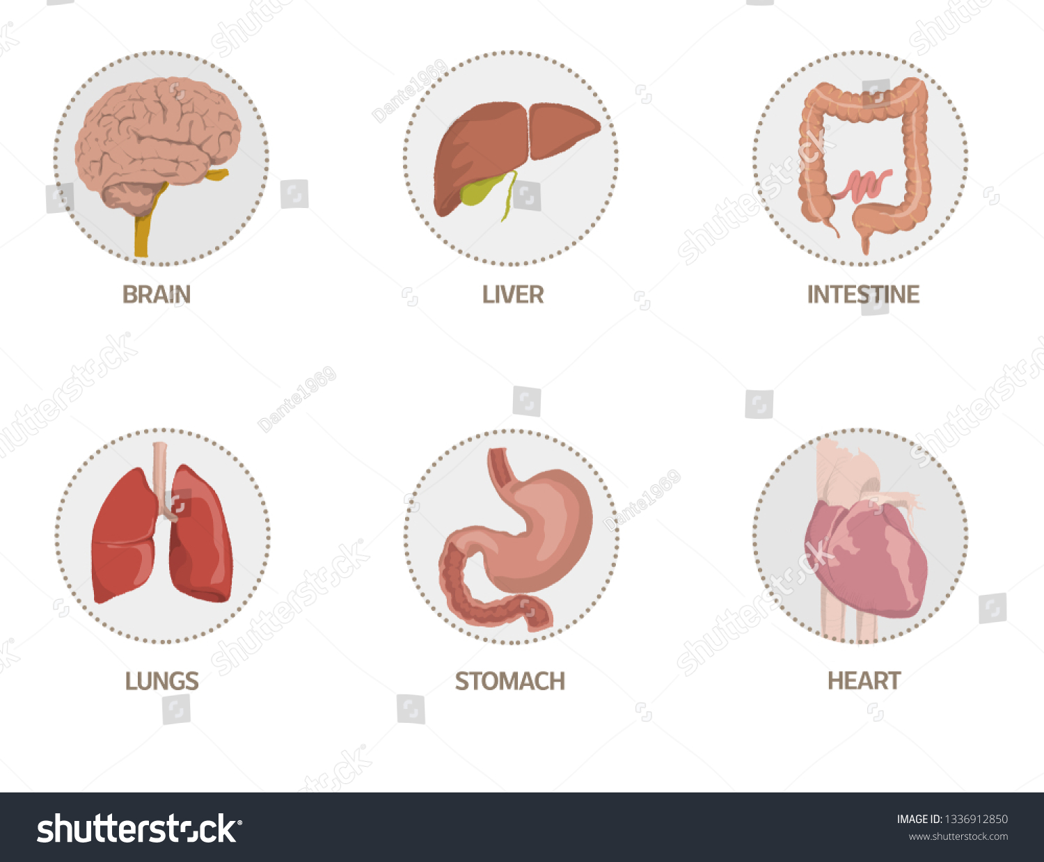 Illustration Icons Human Organs Heart Brain Stock Illustration ...