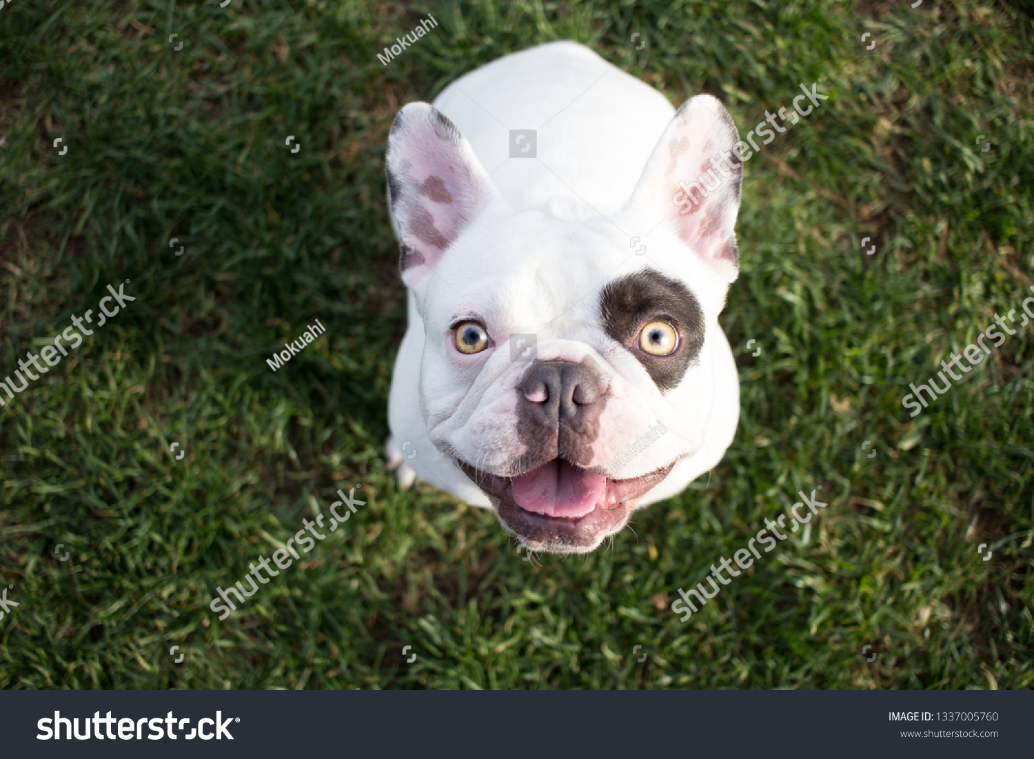 all white french bulldog