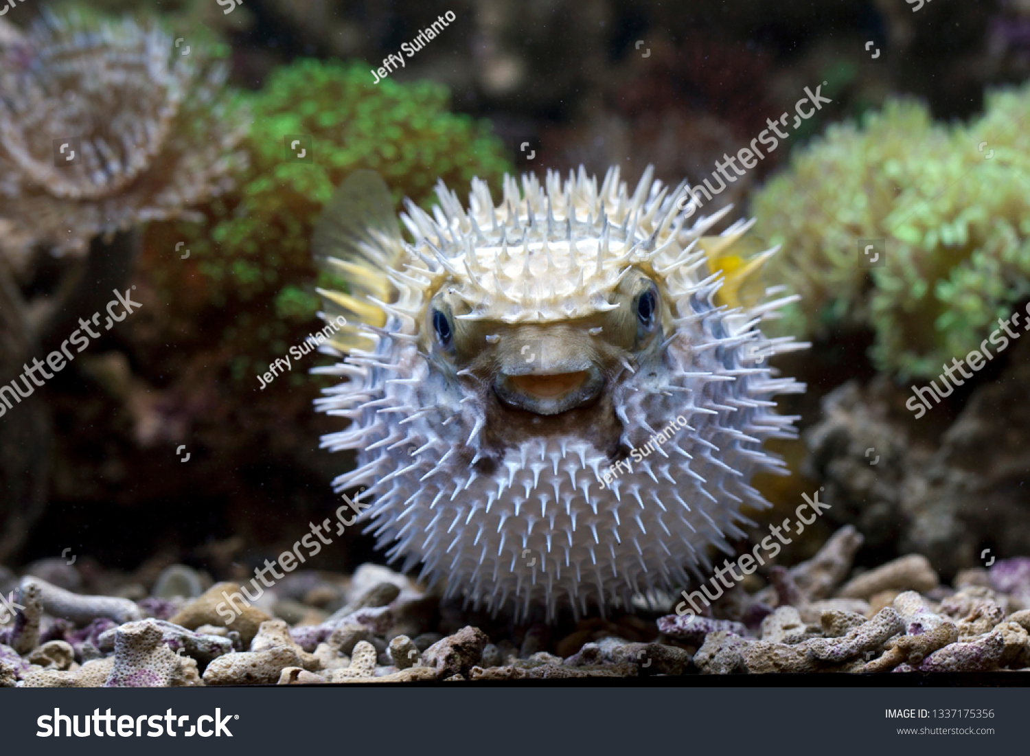 thorns-puffer-fish-stock-photo-1337175356-shutterstock