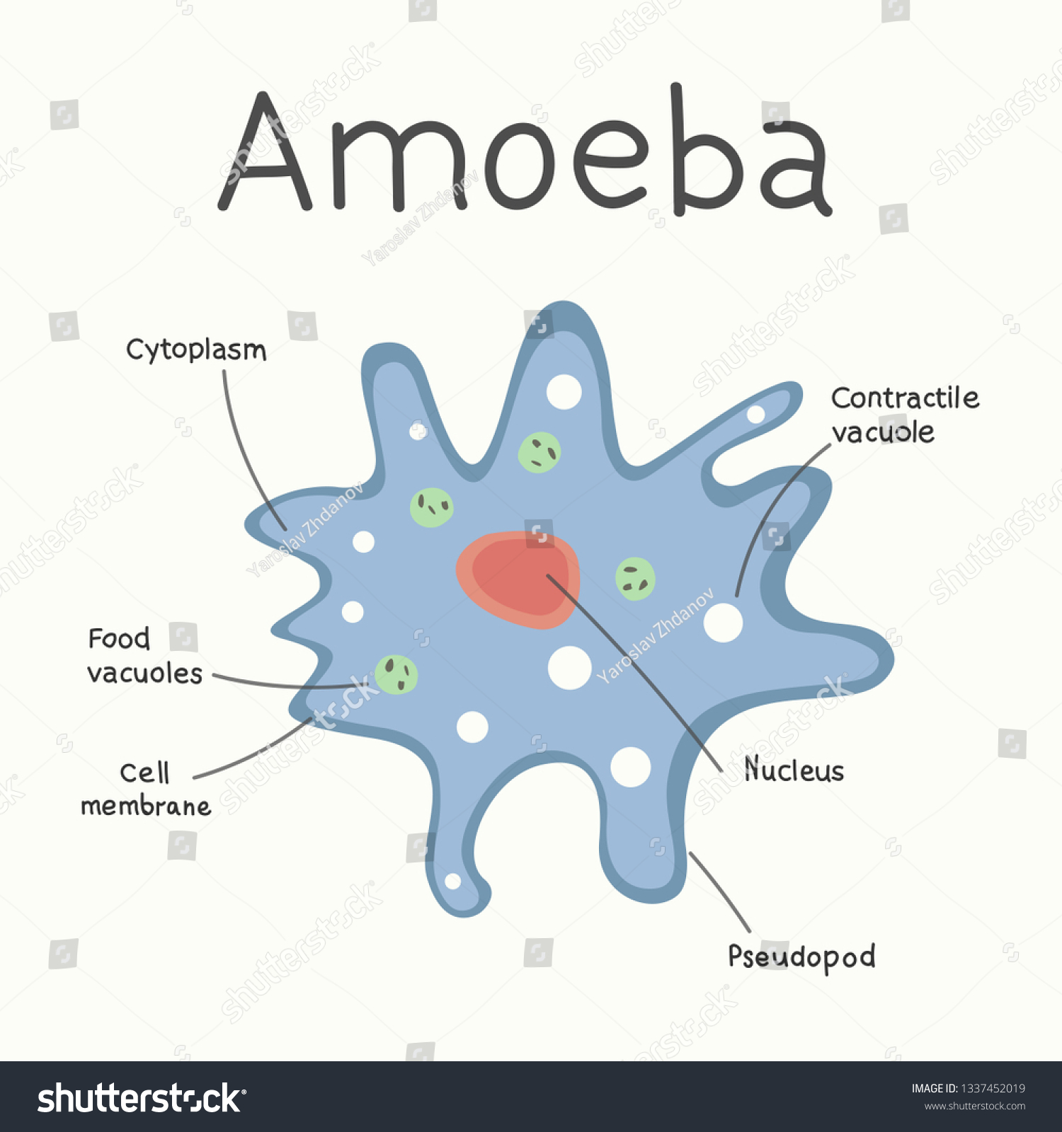 Amoeba Structure Microorganism Vector Graphics Stock Vector (Royalty ...