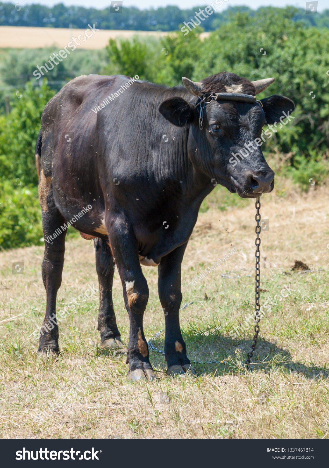 Bull Tied Iron Chain Stock Photo