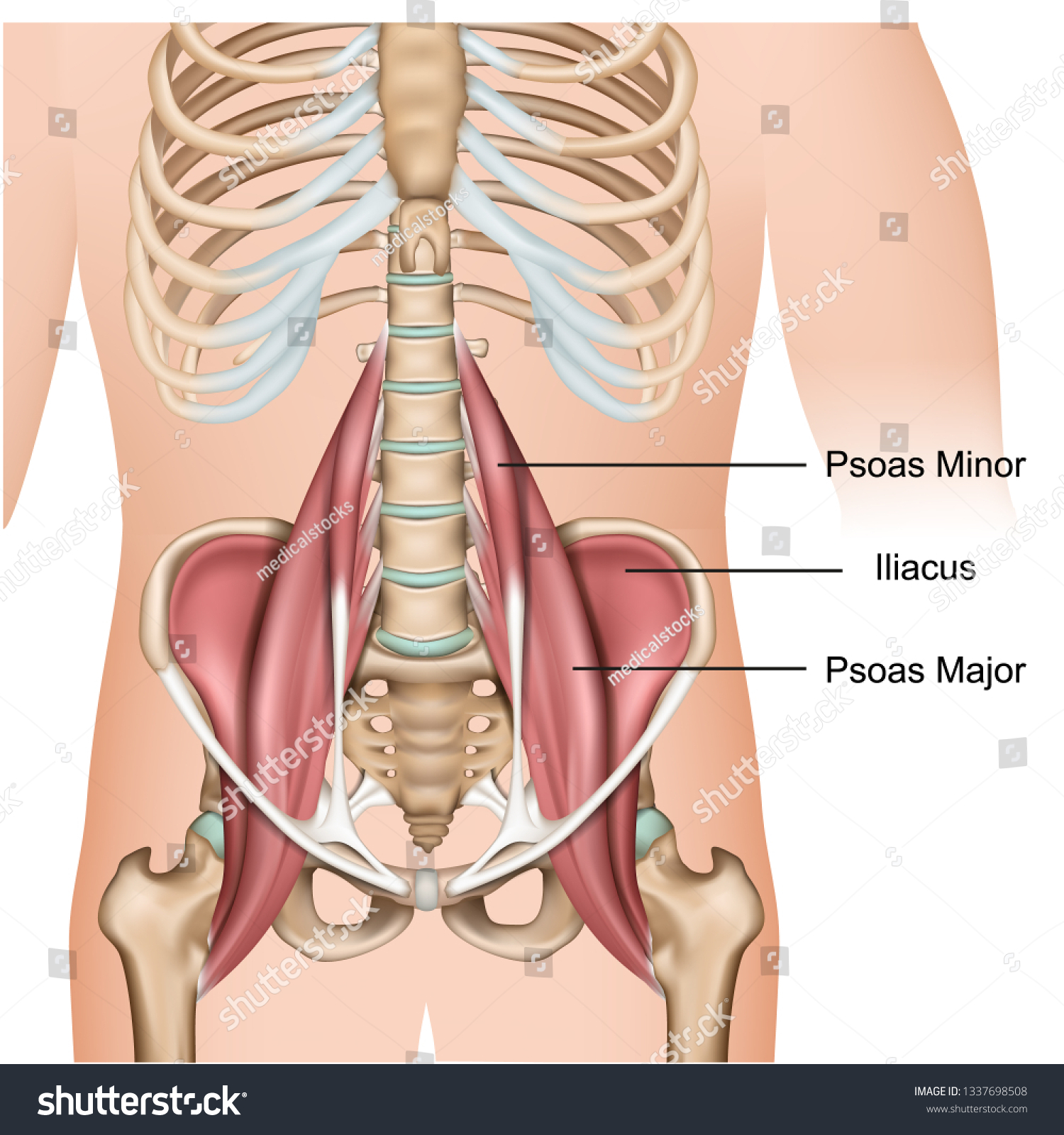 Psoas Major Muscle Anatomy D Medical Stock Vector Royalty Free Shutterstock