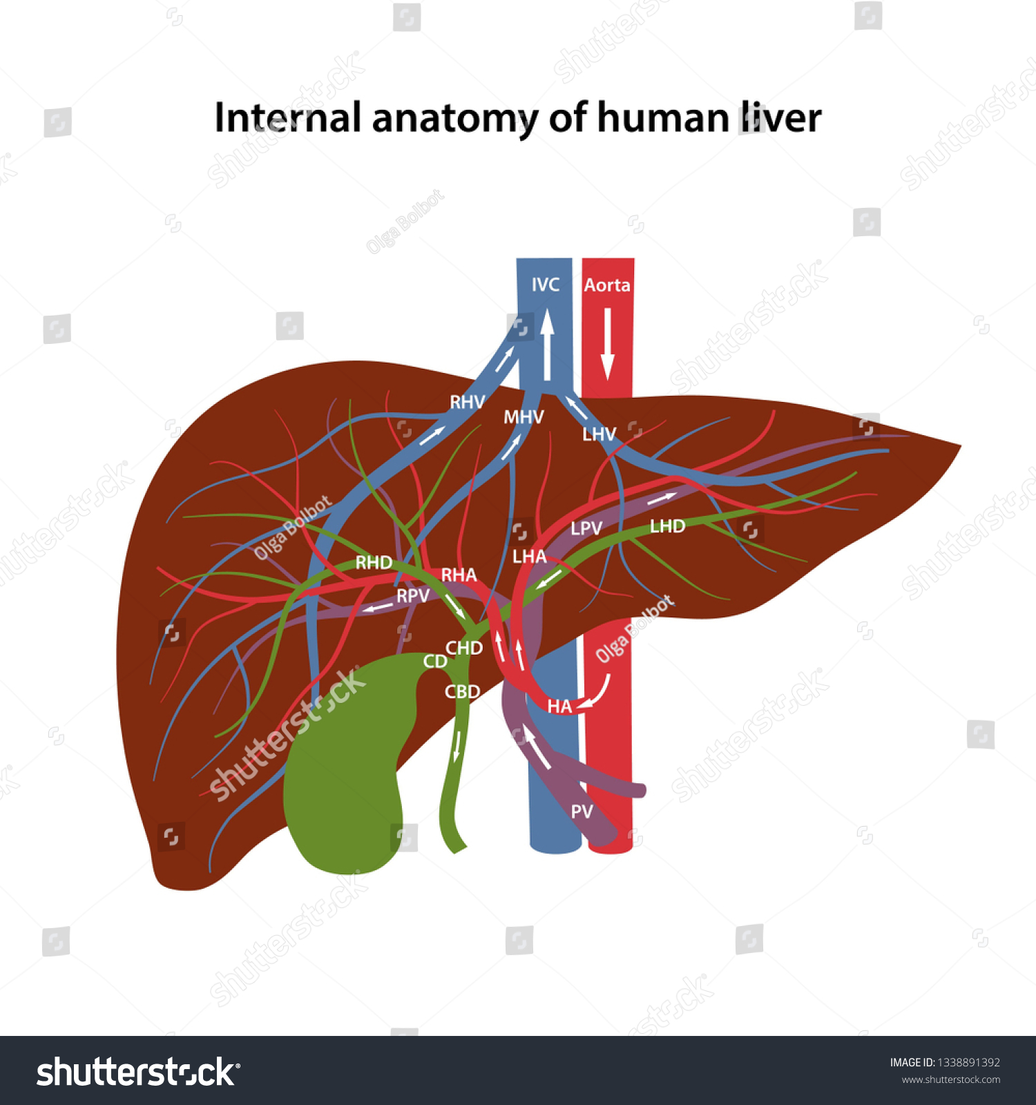 Internal Anatomy Human Liver Description Corresponding Stock Vector ...