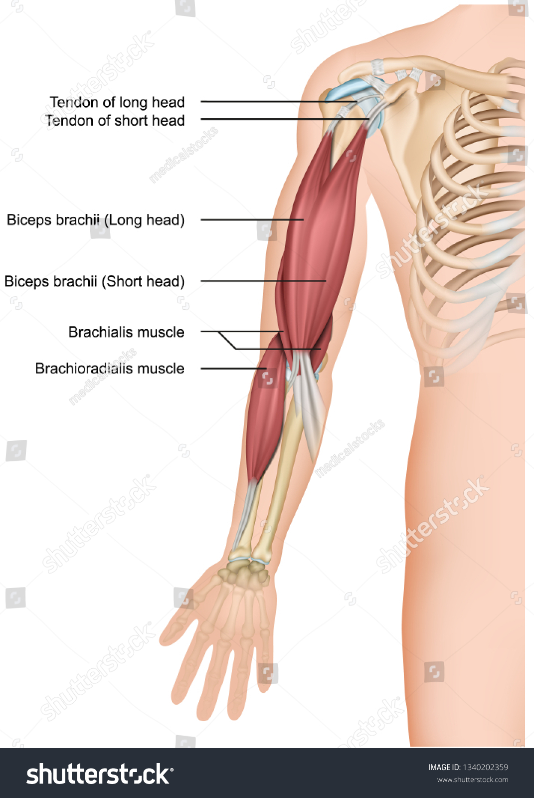 Biceps Brachioradialis Anatomy 3d Medical Vector เวกเตอร์สต็อก ปลอด