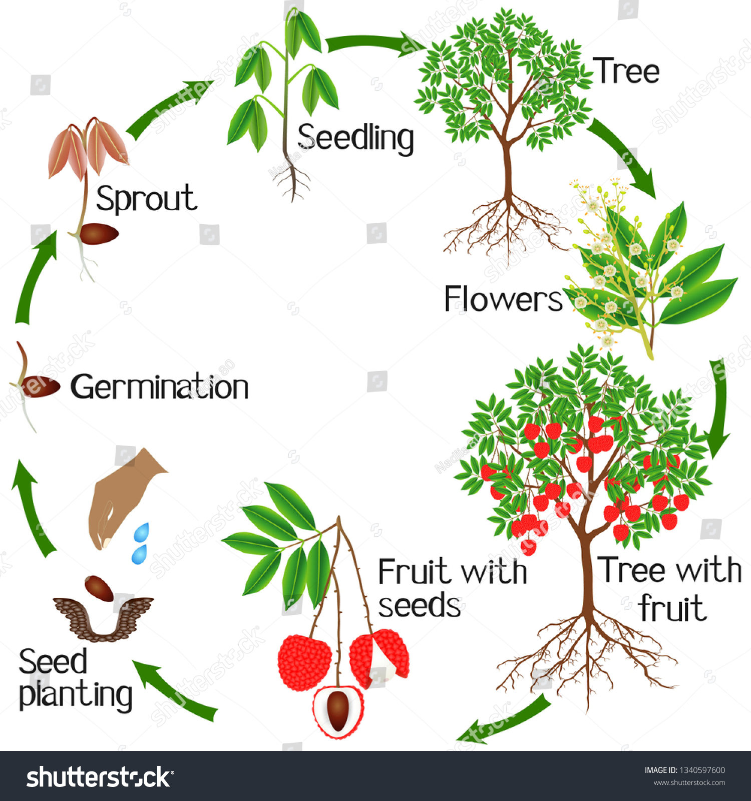 Life Cycle Lychee Plant On White Stock Vector (Royalty Free) 1340597600 ...