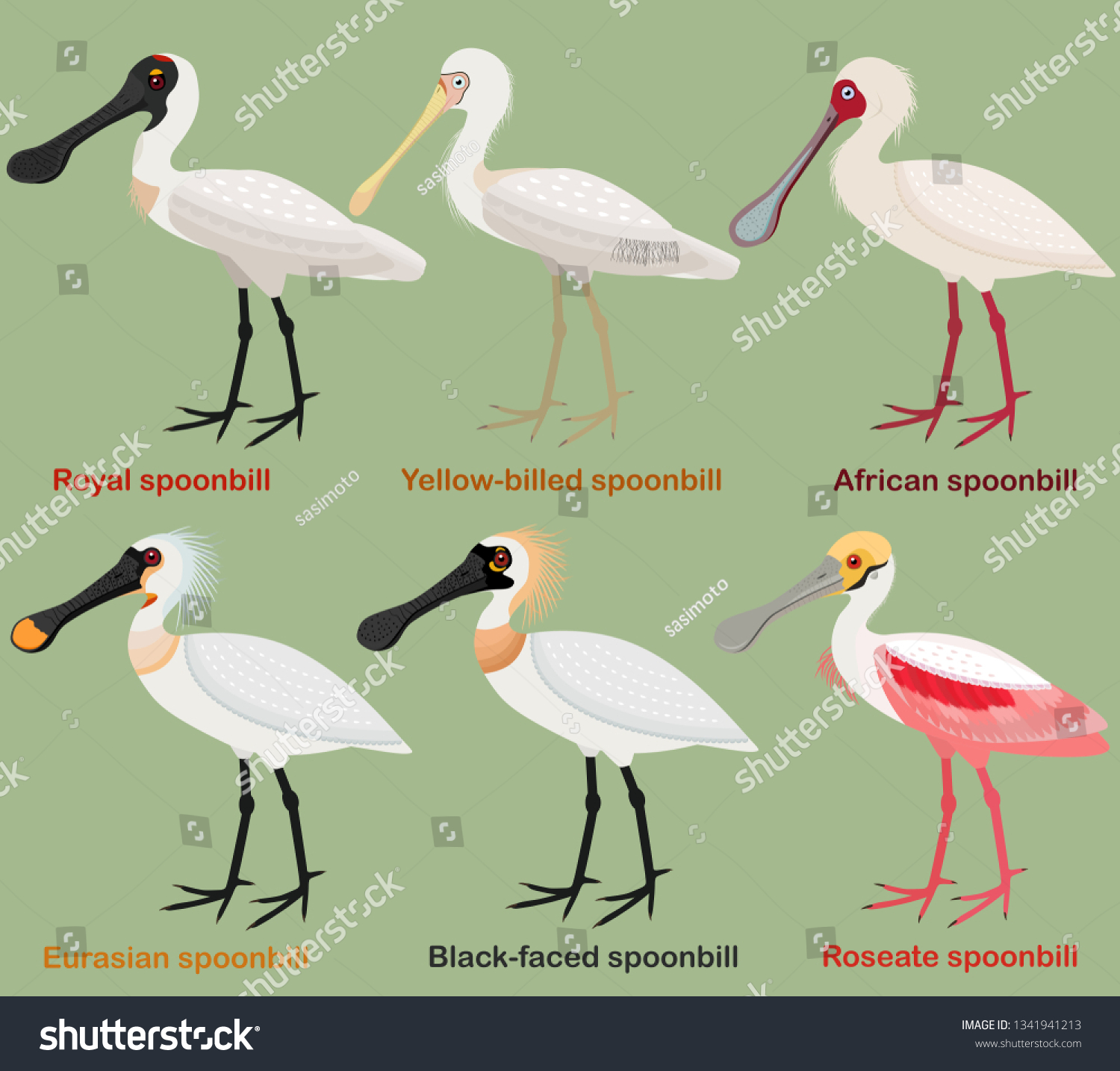 6 Black Faced Spoonbill Stock Vectors, Images & Vector Art | Shutterstock