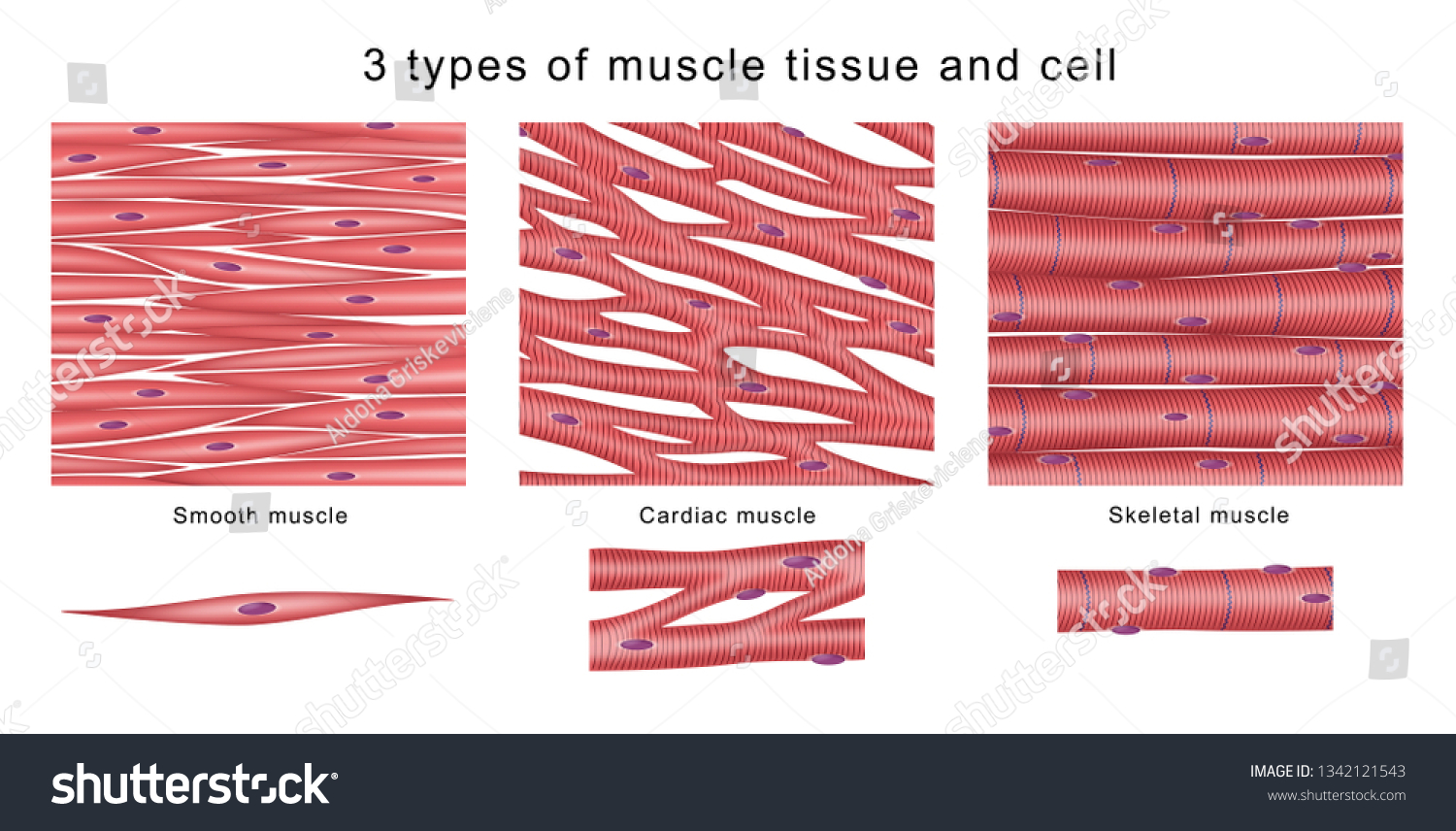 Структурная единица гладкой мышечной ткани