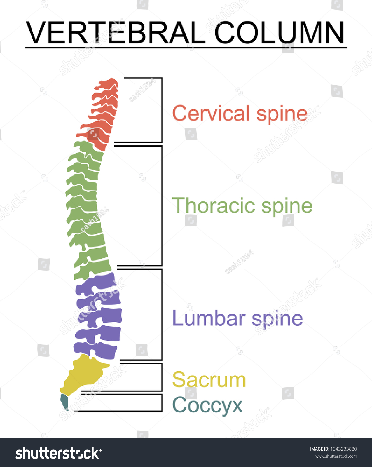 Diagram Human Spine Name Description All Stock Vector (Royalty Free ...