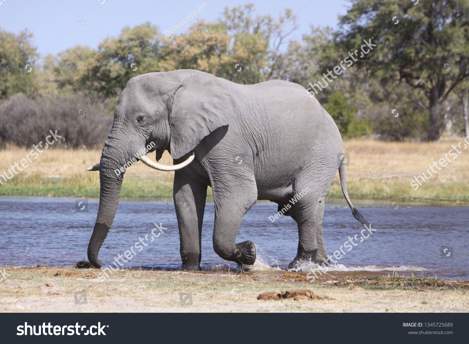 Elephant Broken Tusk Stock Photo 1345725689 | Shutterstock