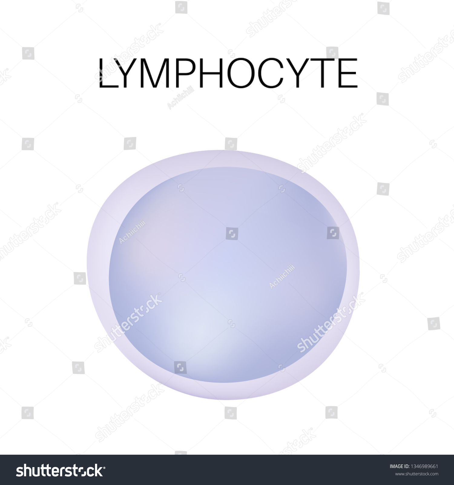 Type White Blood Cell Lymphocyte Stock Vector (Royalty Free) 1346989661 ...