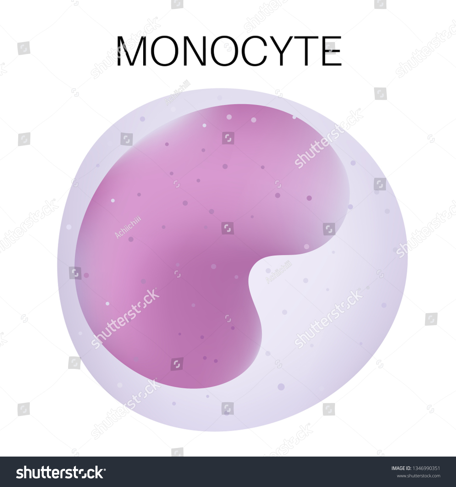 Type White Blood Cell Monocyte Stock Vector (Royalty Free) 1346990351 ...