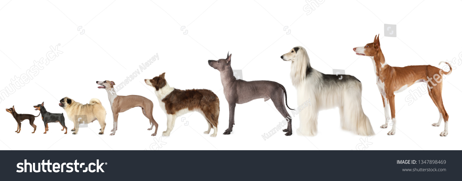 Large Group Dogs Different Breeds Various Stock Photo 1347898469 ...